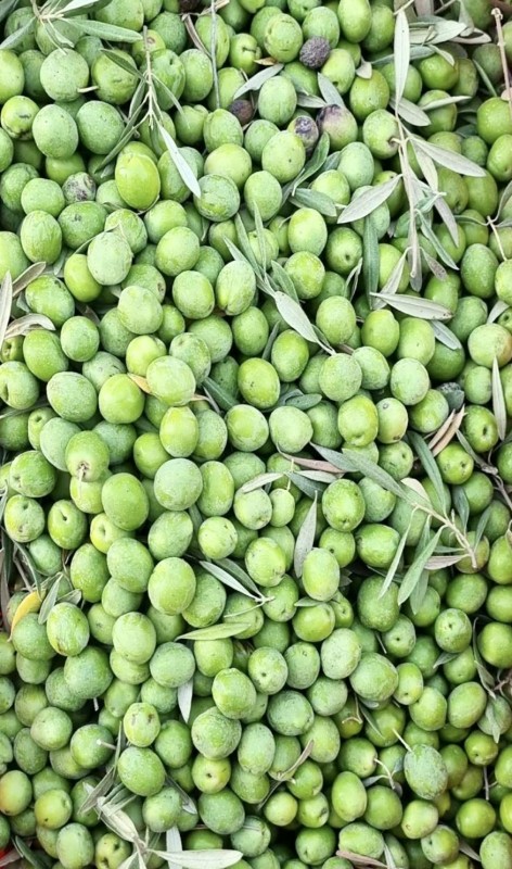 Olives from Egypt